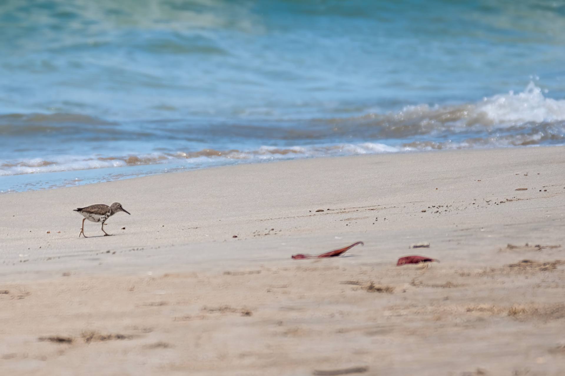 Drosseluferläufer (Actitis macularius)